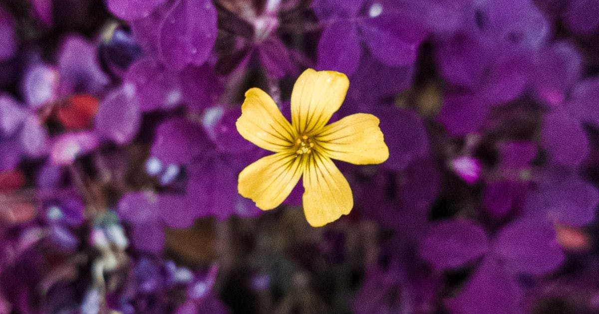 Auf dem Bild leuchtet mittig eine gelbe Blüte. Im Hintergrund sind violette Blüten zu sehen.
