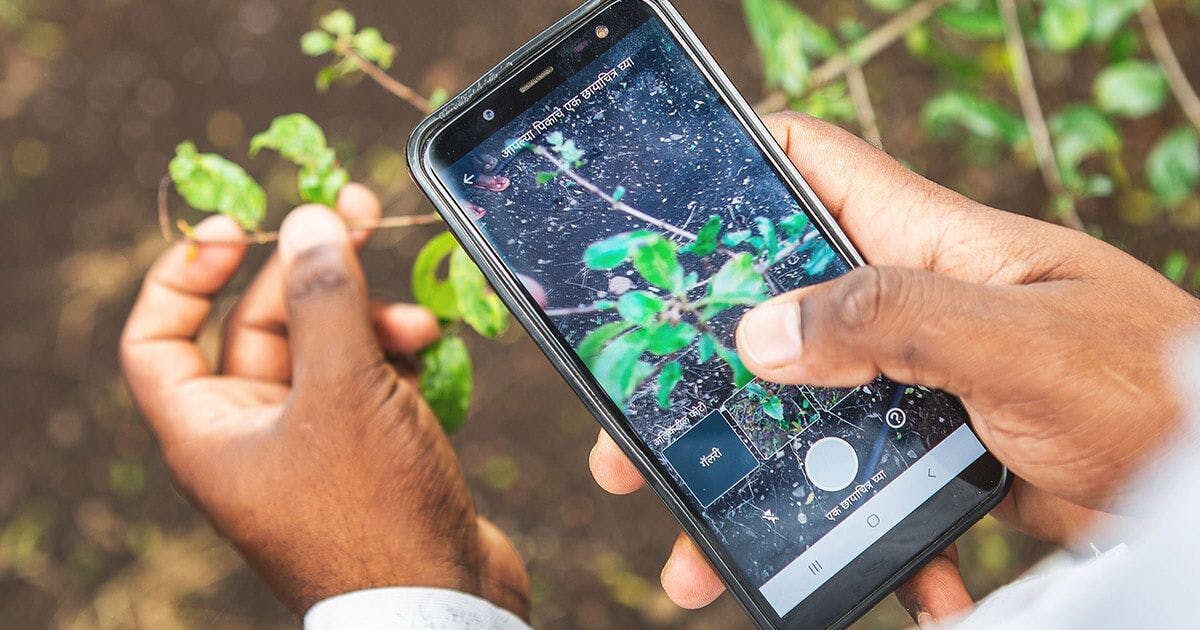 Plantix App - ein Landwird fotografiert seine Pflanze um eine Krankheit zu identifizieren.